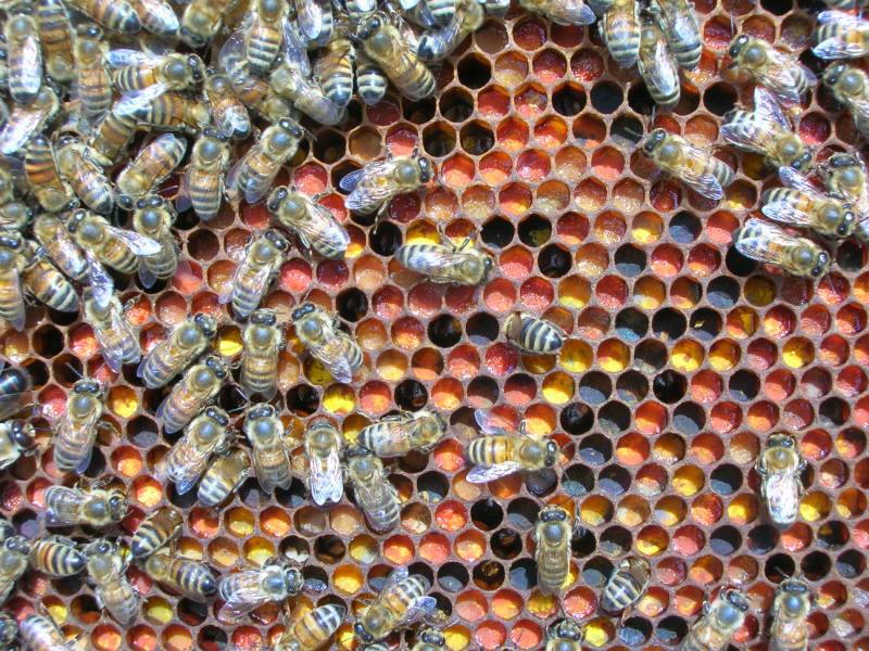 Corona Apicultores EL PAN DE ABEJA Corona Apicultores EL PAN DE ABEJA